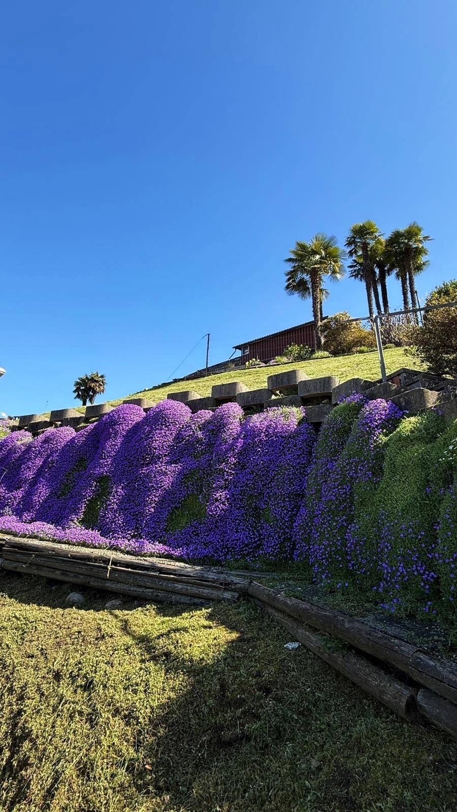 Meine Reise mit Hund nach Vira am Lago Maggiore – Gärten, See und ein lebhafter Ort im&nbsp;Tessin