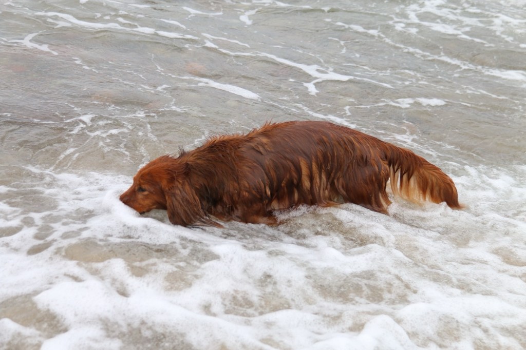 Hundestrand Ostsee