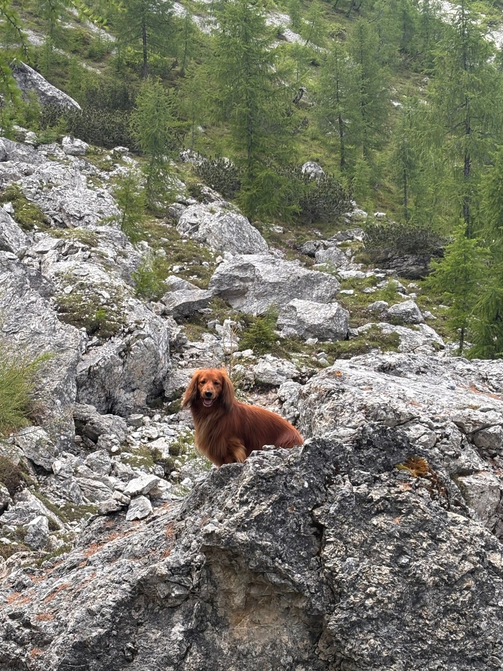 Urlaub mit Hund in&nbsp;Sexten