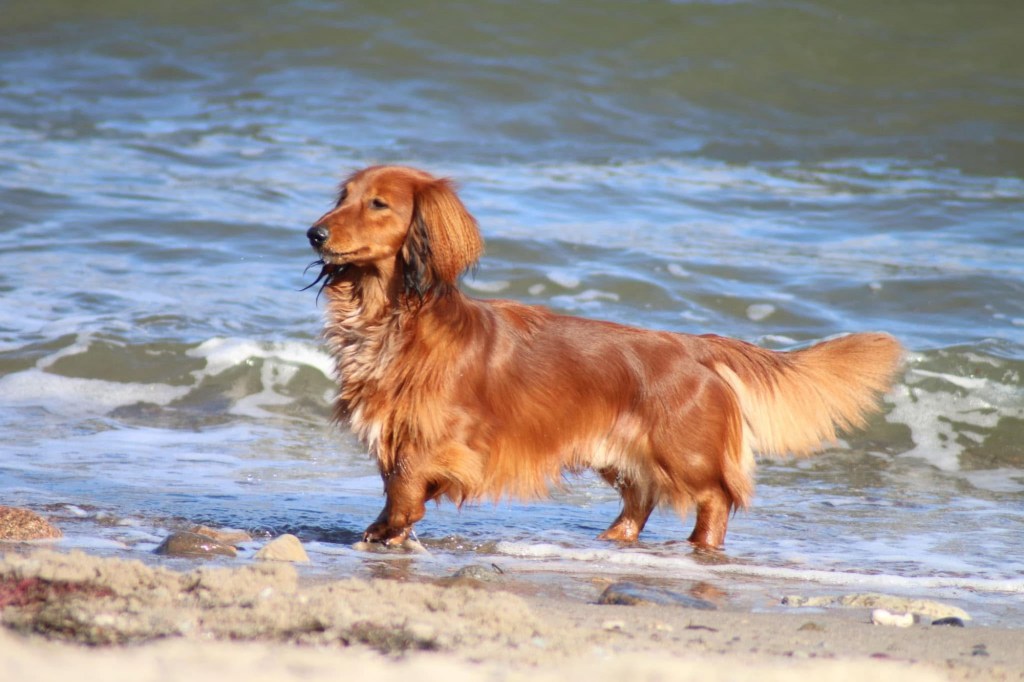 Timmendorferstrand mit Hund