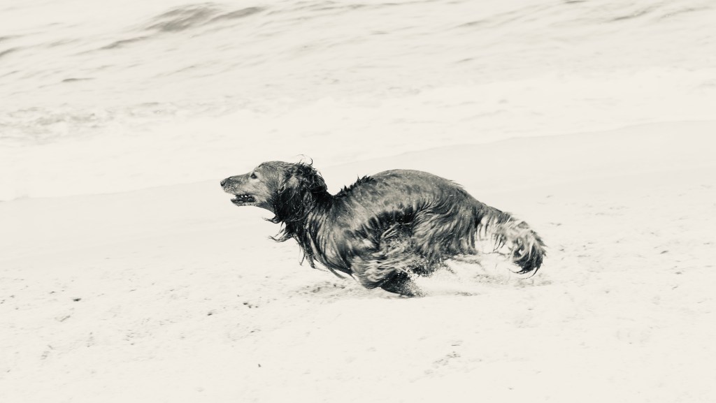 Hundestrand auf Korsika