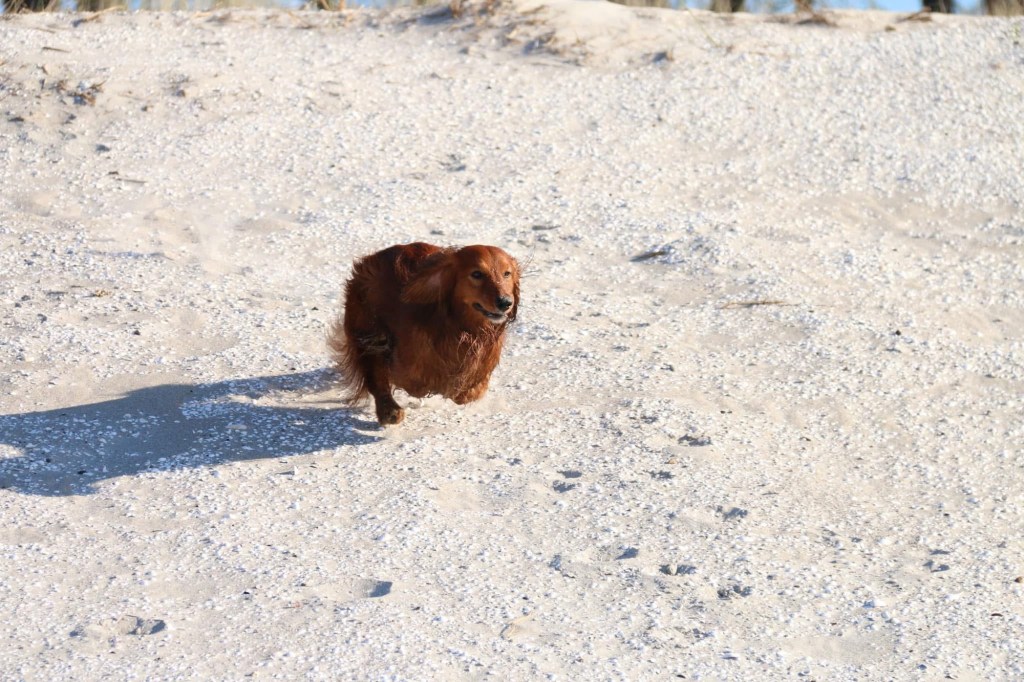 Urlaubstipps mit Hund für&nbsp;Travemünde