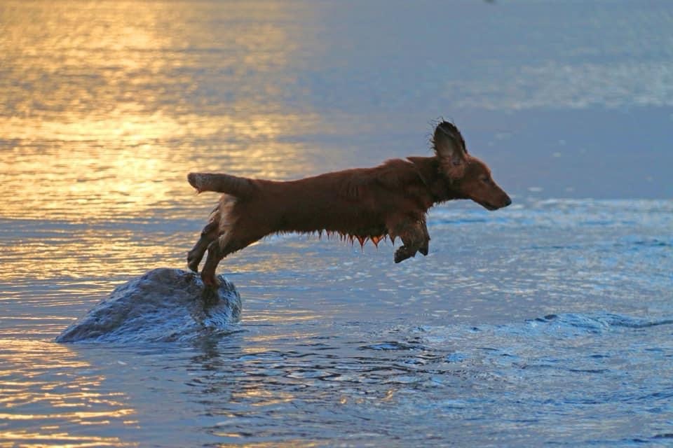 Urlaub mit Hund auf&nbsp;Texel