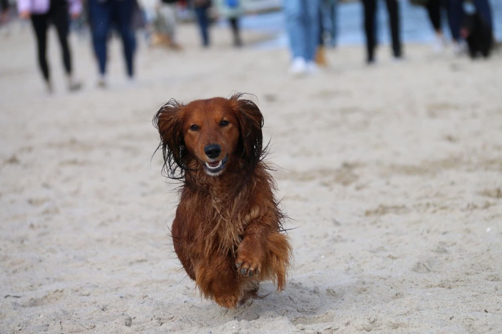 Urlaub mit Hund in&nbsp;Grömitz