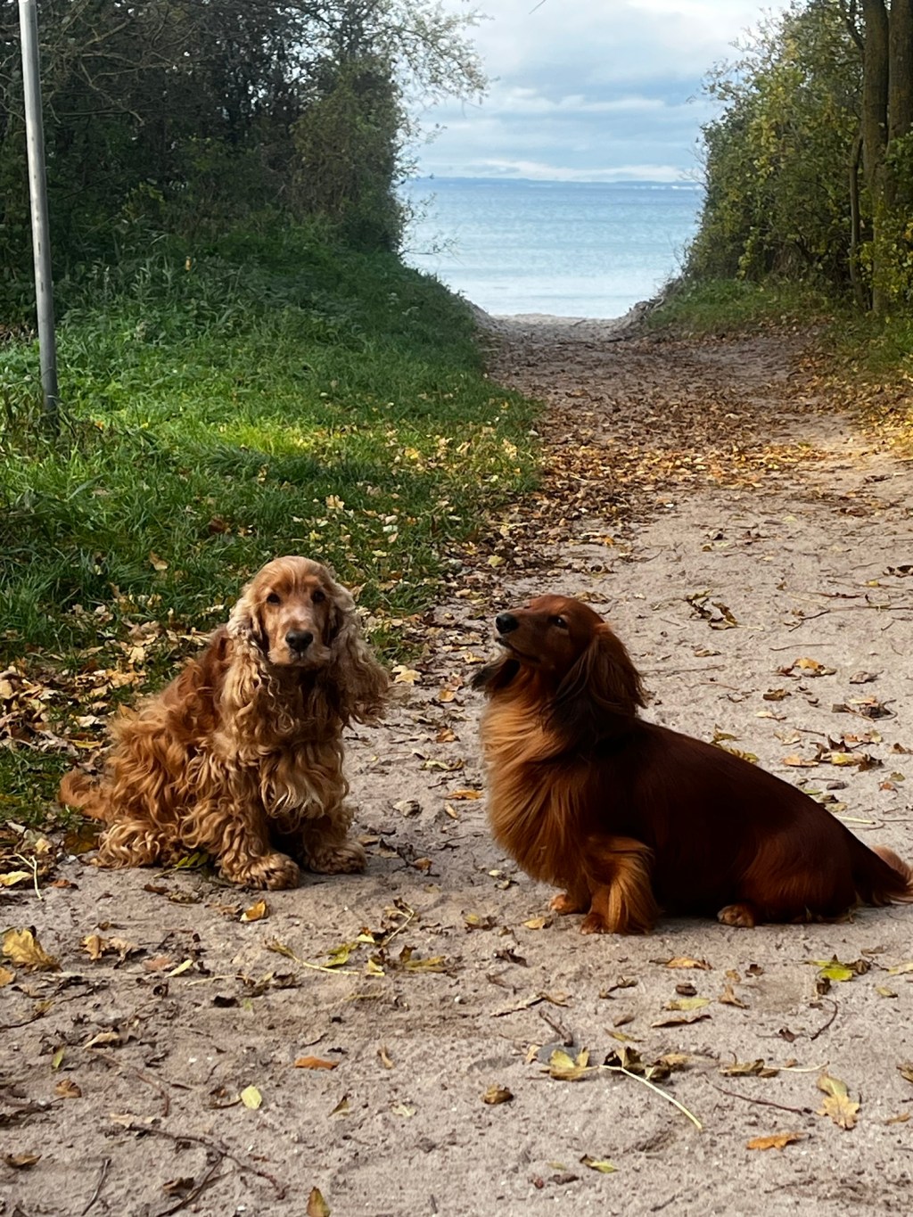 Ostseeurlaub in Barendorf mit&nbsp;Hund
