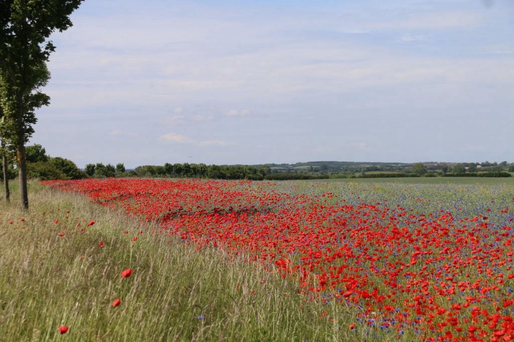 Gremersdorf bei Heiligenhafen – Mohnblüte, Steilküste und Spaziergänge mit&nbsp;Hund
