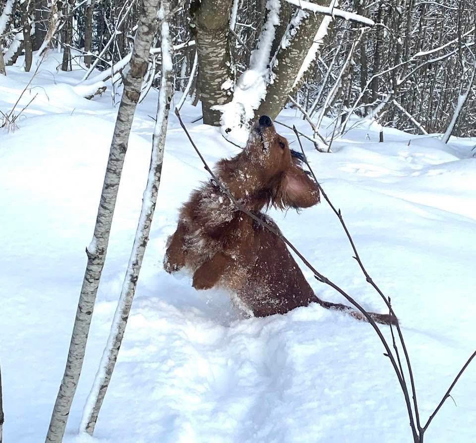 Winterferien mit Hund in&nbsp;Schönwald