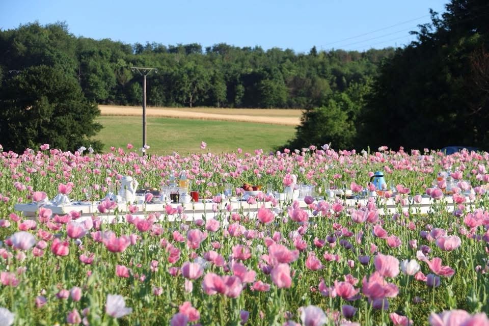 Die Meißner Mohnblüte