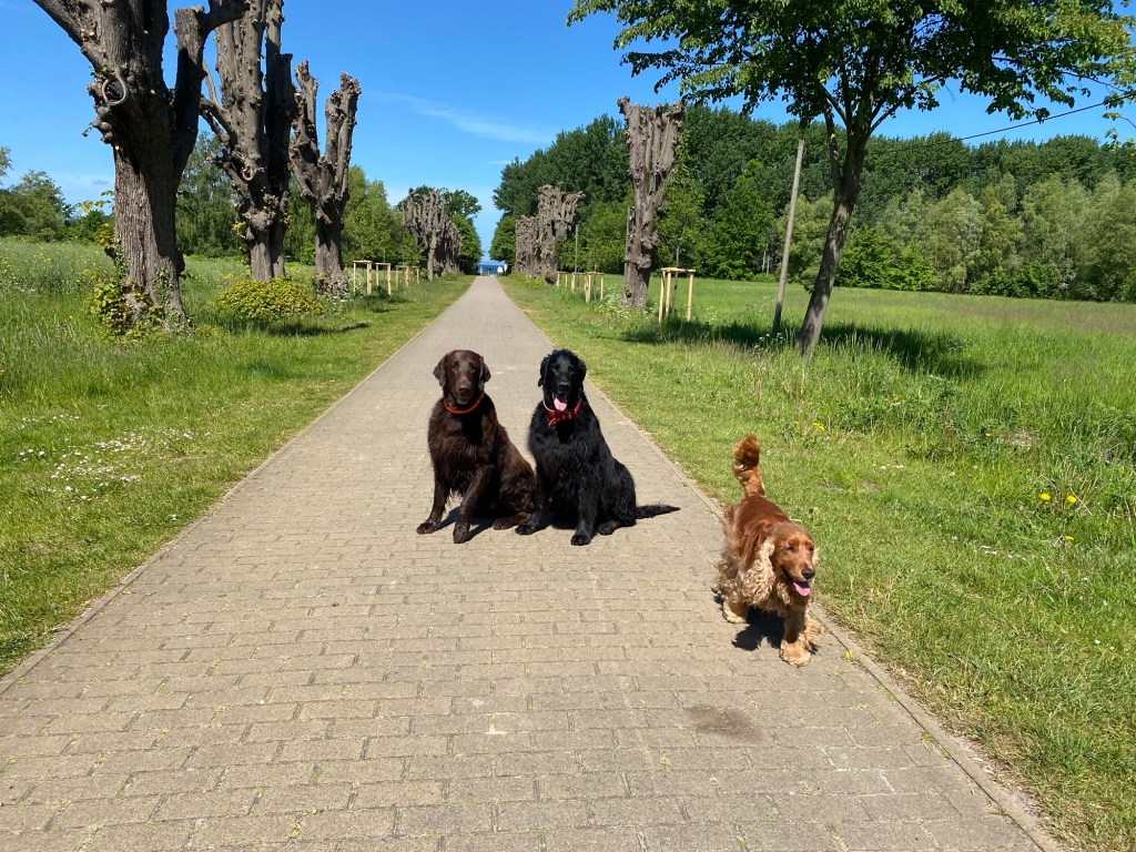 Gross Schwannsee mit&nbsp;Hund