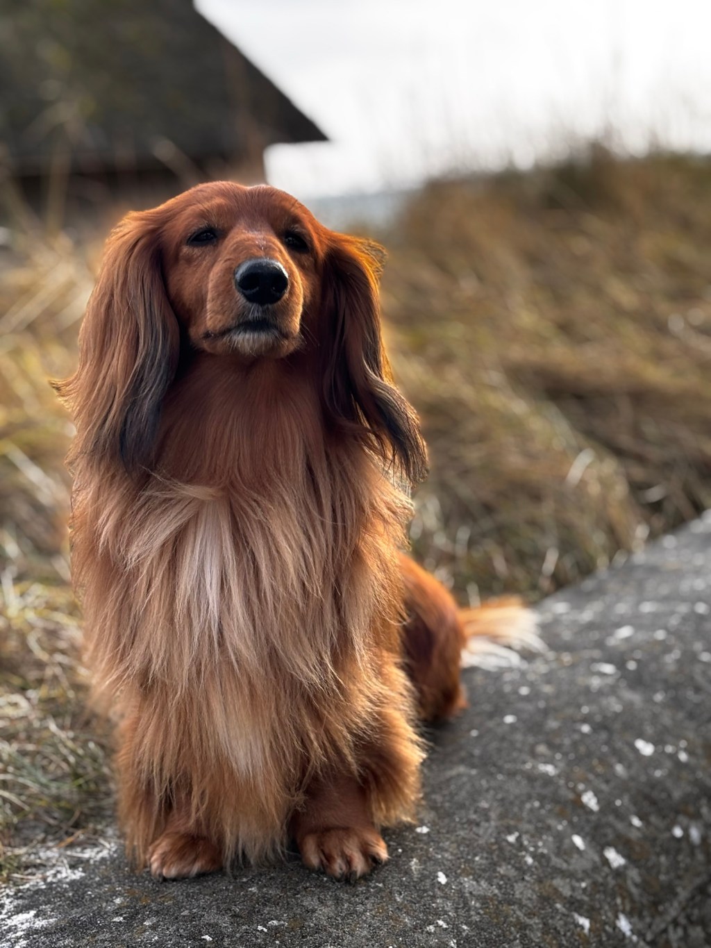 Welche Impfungen braucht mein Hund für&nbsp;Korsika?