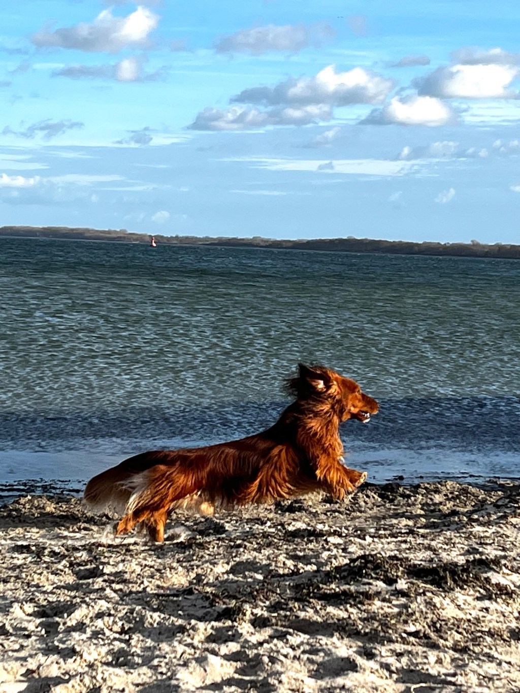 Mit Hund nach Kühlungsborn&nbsp;reisen