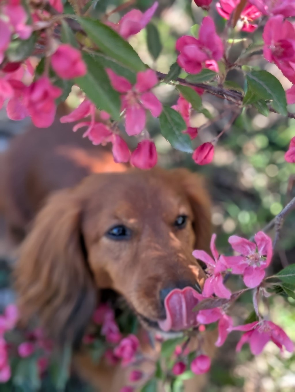 Kirschblüte in Jork