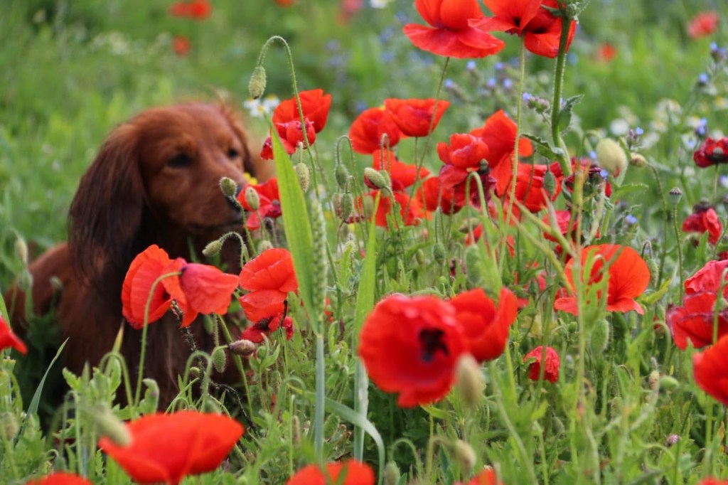Die Mohnblüte hat begonnen