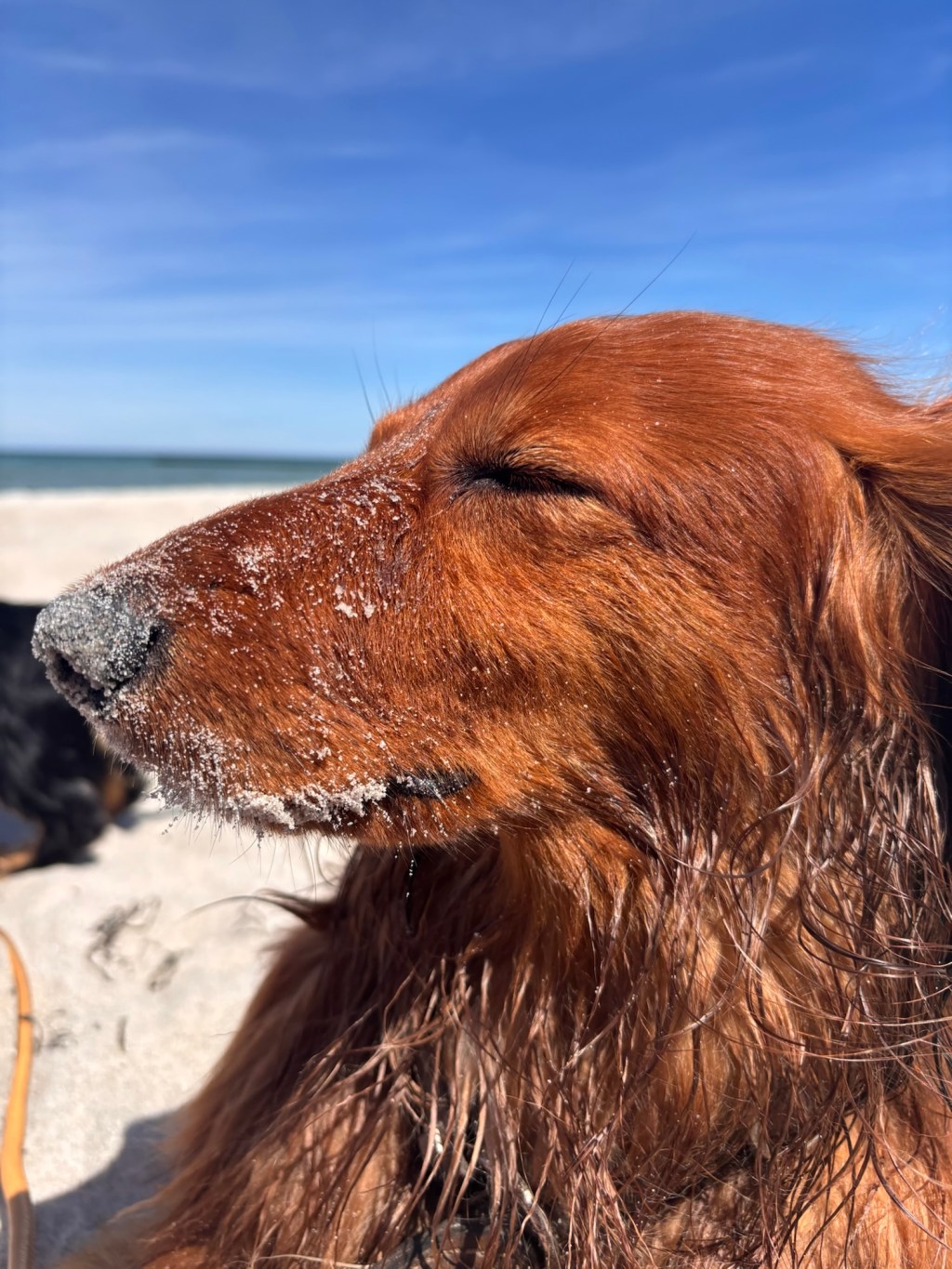 Fischland Darß Zingst mit&nbsp;Hunden
